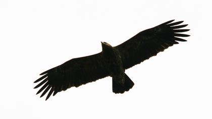 Küçük orman kartalı