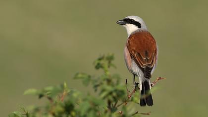 Kızılsırtlı örümcekkuşu