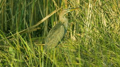 Erguvani balıkçıl