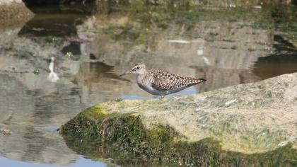 Orman düdükçünü