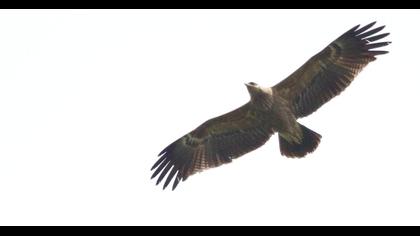 Küçük orman kartalı