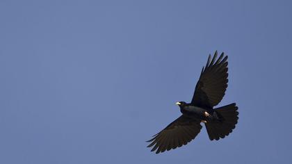 Alpine Chough