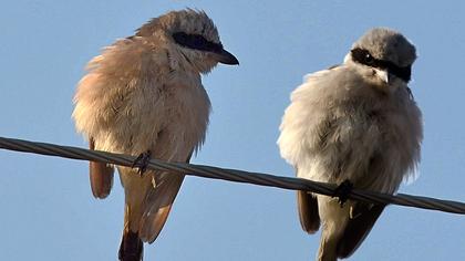 Kızılsırtlı örümcekkuşu