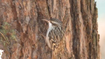 Orman tırmaşıkkuşu