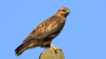 Long-legged Buzzard