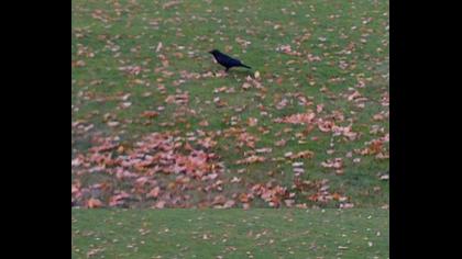 Avrupa leş kargası