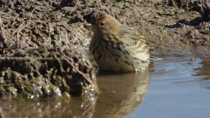 Kızılgerdanlı incirkuşu