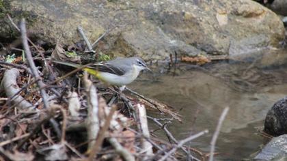Dağ kuyruksallayanı