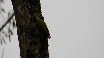 Küçük yeşil ağaçkakan