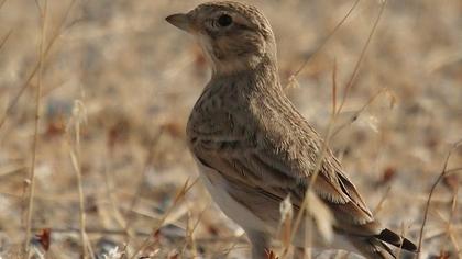 Türkistan çorak toygarı