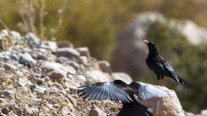 Red-billed Chough