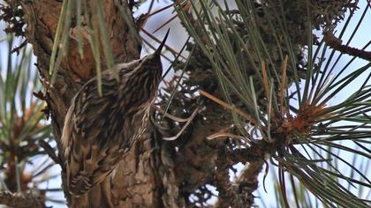 Orman tırmaşıkkuşu