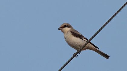 Karaalınlı örümcekkuşu