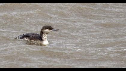 Karagerdanlı dalgıç