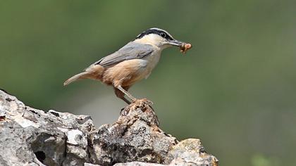Büyük kaya sıvacısı