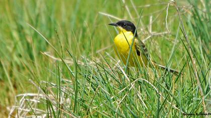 Sarı kuyruksallayan