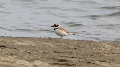 Halkalı küçük cılıbıt