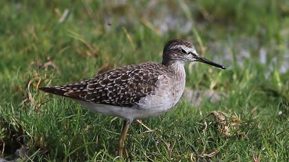 Orman düdükçünü