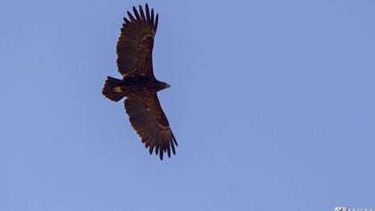 Küçük orman kartalı