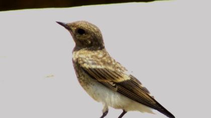 Karakulaklı kuyrukkakan