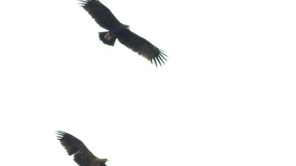 Büyük orman kartalı