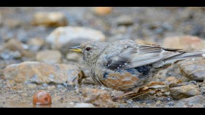 Büyük dağbülbülü