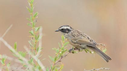 Sürmeli dağbülbülü