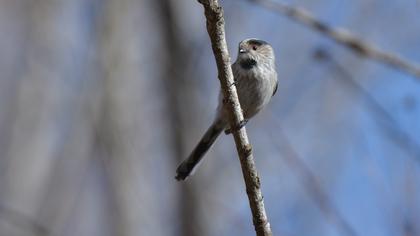 Uzunkuyruklu baştankara
