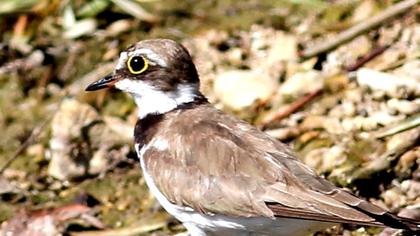 Halkalı küçük cılıbıt