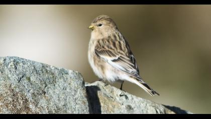 Sarıgagalı ketenkuşu