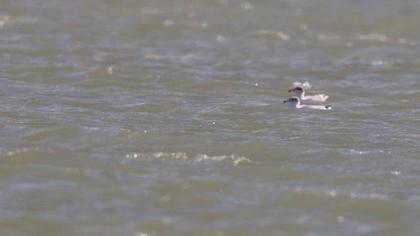 Büyük karabaş martı