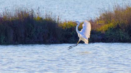 Büyük ak balıkçıl