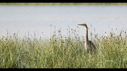Erguvani balıkçıl