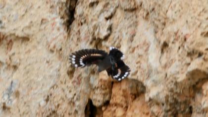 Duvar tırmaşıkkuşu