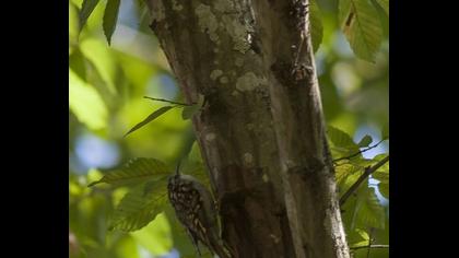 Bahçe tırmaşıkkuşu
