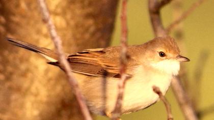 Akgerdanlı ötleğen