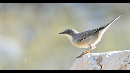 Karaboğazlı ötleğen