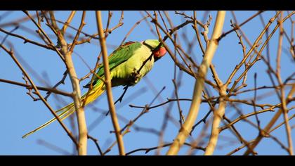 İskender papağanı