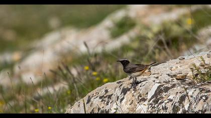 Kızılca kuyrukkakan