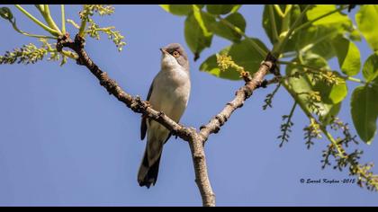 Pembegöğüslü ötleğen