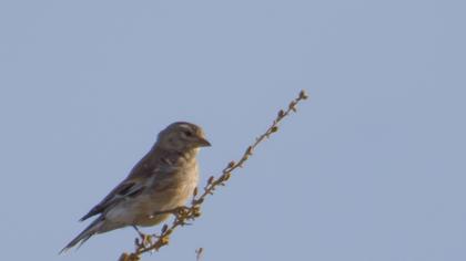 Sarıgagalı ketenkuşu