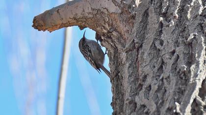 Bahçe tırmaşıkkuşu