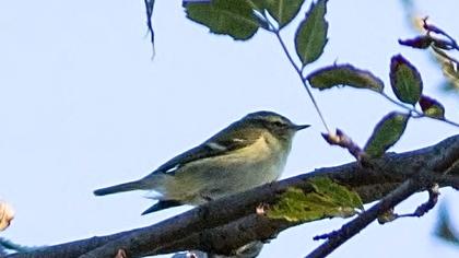 Sarıkaşlı çıvgın