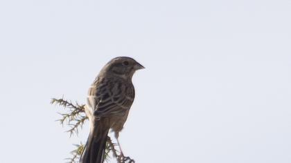 Rock Bunting