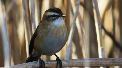 Bıyıklı kamışçın