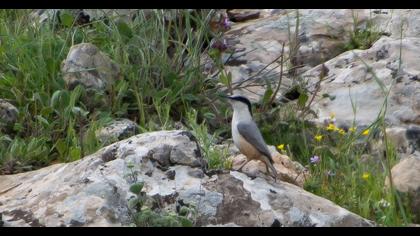 Büyük kaya sıvacısı