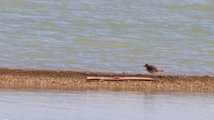Grey Plover