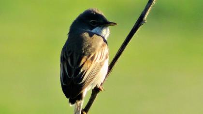Akgerdanlı ötleğen