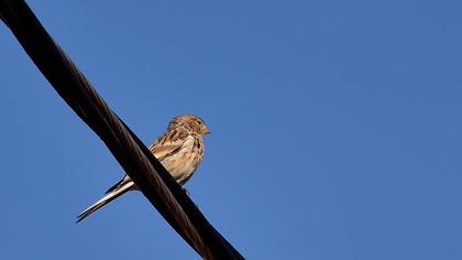 Sarıgagalı ketenkuşu