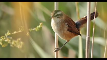 Bıyıklı kamışçın